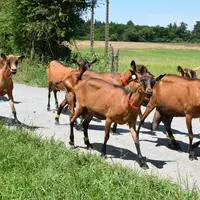 Chèvre alpine sur la route du pâturage