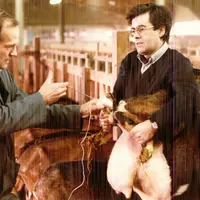 Insémination des chèvres fin des années 90