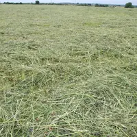 Herbe fauchée en juin