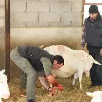 Mise bas d'une chèvre