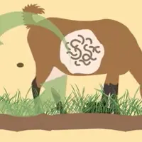 Schéma de contamination des chèvres et des prairies par les parasites