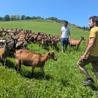 Édouard Guyot et Benoît Chazelle au milieu de leurs chèvres alpines au pâturage dans le Rhône