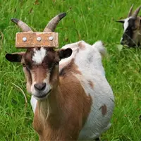 <em class="placeholder">Système anti-cogne pour chèvre cornue</em>