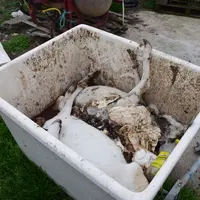 Chèvre morte dans un bac d'équarrissage
