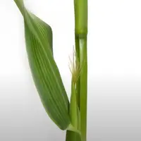 Sortie des panicules du maïs