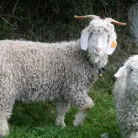 Caprins de race angora