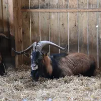 <em class="placeholder">un bouc dans la chèvrerie</em>
