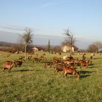 <em class="placeholder">chèvres au pâturage</em>