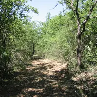Layon de structuration dans les parcours méditerranéens