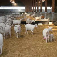 Chèvres saanen en bâtiment