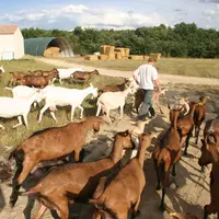 Chèvres au pâturage