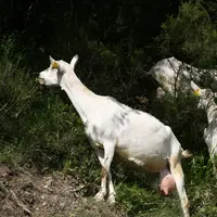 Chèvre saanen à la lisière d'une forêt