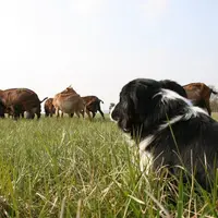 Chien de conduite de troupeau devant un troupeau de chèvres
