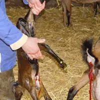Une chèvre met bas avec l'aide d'un éleveur.