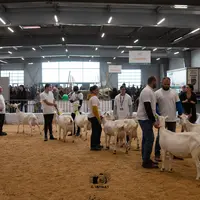 Concours de chèvres à Ferme Expo Tours 2024