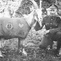 Sergent Bill en uniforme
