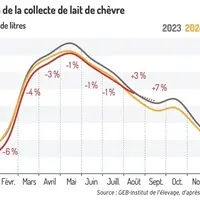 Collecte de lait de chèvre