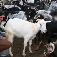 Chèvre à la traite manuelle en Grèce