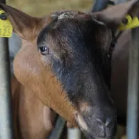 Chèvre avec un abcès causé par la lymphadénite caséeuse