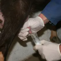 Prélèvement de lait sur le site Inrae d'Avord à côté de Bourges