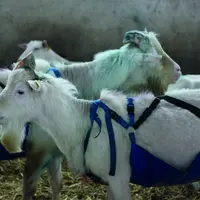 Bouc saanen équipé de tablier