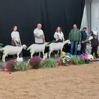 Présentation des saanen lors du Ferme expo 2025 à Tours