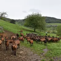 Chèvres alpines au pâturage