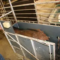 Chèvre à la pesée à la ferme expérimentale caprine Inrae de Bourges