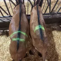 <em class="placeholder">Deux chèvres alpines au cornadis</em>