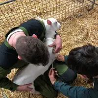 Vaccination des chevrettes contre la fièvre Q au lycée agricole de Melle (Deux-Sèvres)