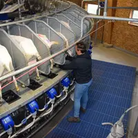 Traite des chèvres saanen avec une salle de traite rotative