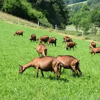 Chèvre alpine au pâturage dans le Rhône