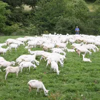 Chèvres saanen au pâturage en Lozère