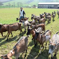 Chèvres alpines et éleveuse dans l'Yonne