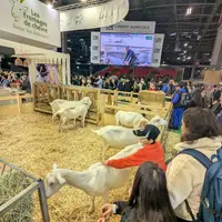 Chèvres au stand des fromages de chèvre lors du salon de l'agriculture 2026
