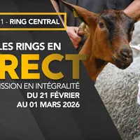Suivez les rings en direct