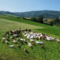 Troupeau de chèvres vu de drone