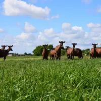 Chèvres alpines au pâturage