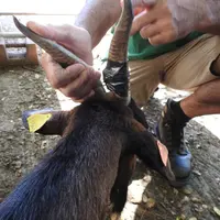 Accéléromètres fixés sur les cornes des chèvres créoles