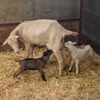 Chèvres et chevreaux au lycée de Melle (79)