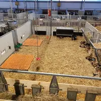Dispositif expérimental d'élevage des chevrettes à l'allaitement artificiel