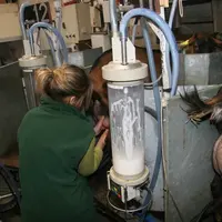 Traite des chèvres au Domaine inrae la Sapinière dans le Cher