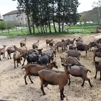 Chèvres à l’AgroBioCampus de Davayé