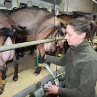 Camille Planson à la traite