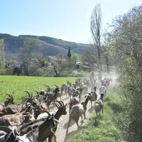 Les chèvres provençales reviennent du pâturage