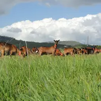 Chèvres alpines au pâturage