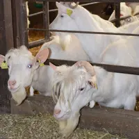 boucs de race saanen