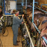 Chèvres à la traite et contrôle laitier