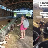 Capture d'écran Facebook et Instagram de chèvreries dans la canicule