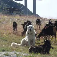 Chien de protection au milieu des chèvres